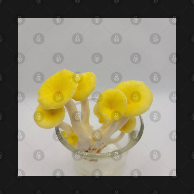 Yellow Oyster Mushroom in glass by World Harvest