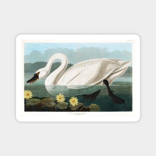 Common American Swan from Birds of America (1827) Magnet