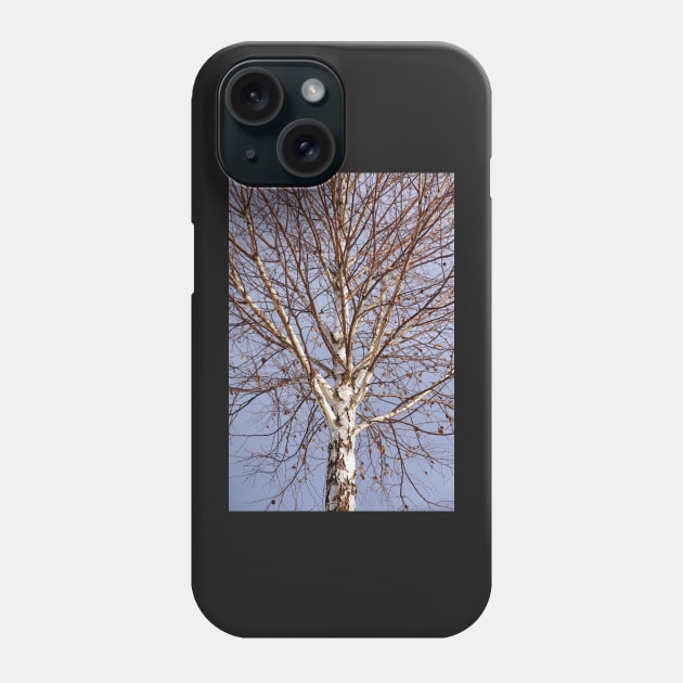 Birch tree against blue sky Phone Case by naturalis