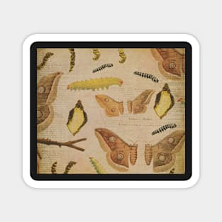 Vintage moth caterpillar design. Magnet