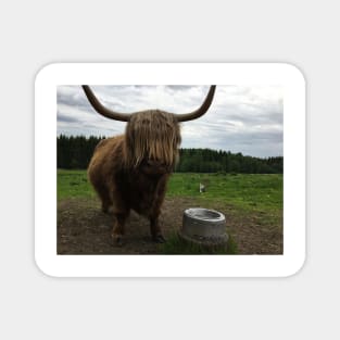 Scottish Highland Cattle Cow and Cat 2411 Magnet