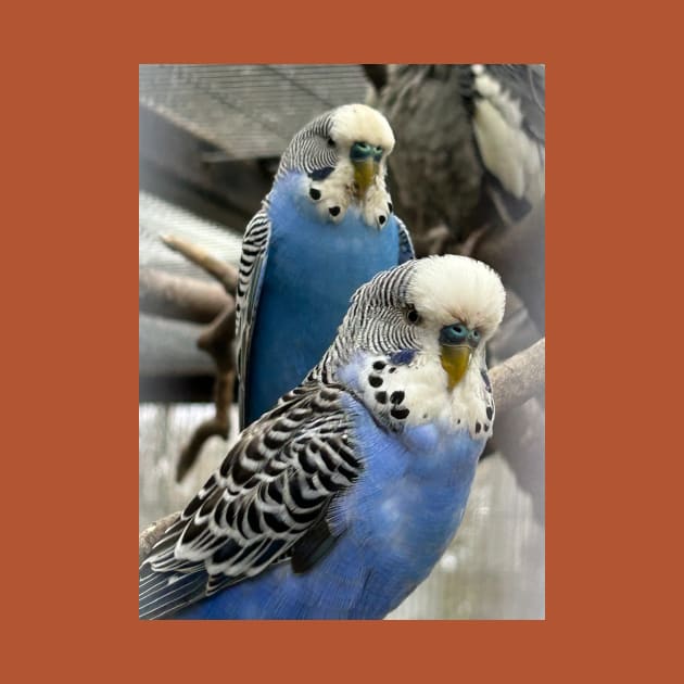 Blue Budgies by MrTiggersShop