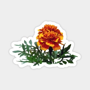 One Orange Marigold with Yellow Tips Magnet