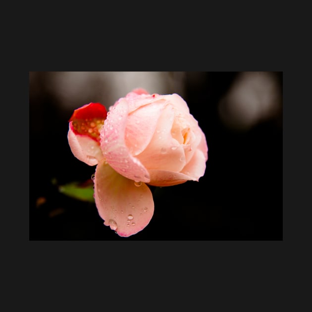 Water Droplets on a Pink Rose by wlotus