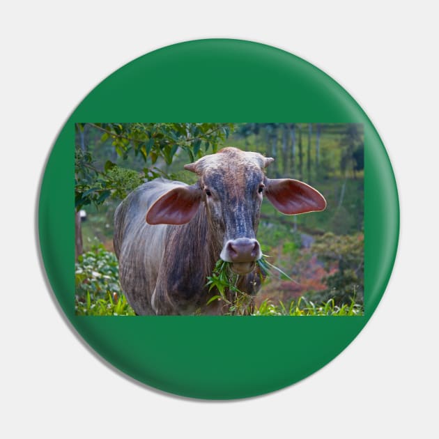 Costa Rica.  Portrait of some unknown cow. Pin by vadim19