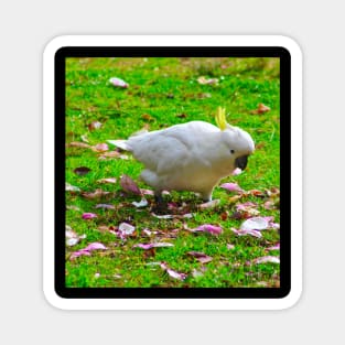 Cockatoo among flower petals! Magnet