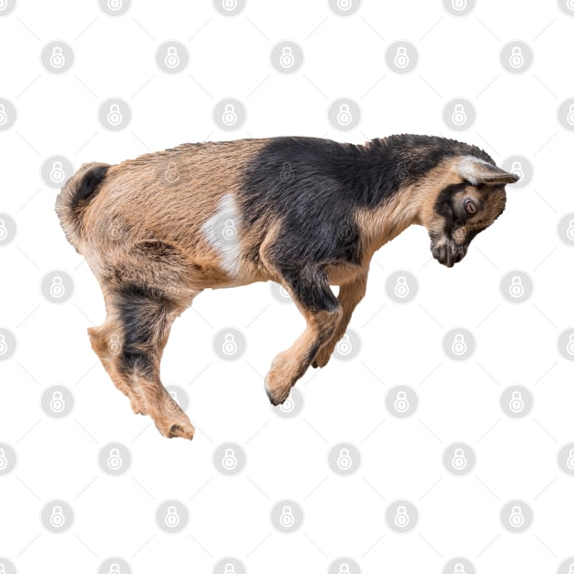 Bouncing Baby Goat 6 by Ory Photography Designs