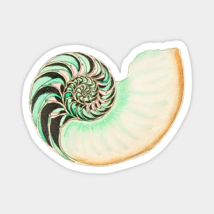 Whitish nautilus shell Magnet