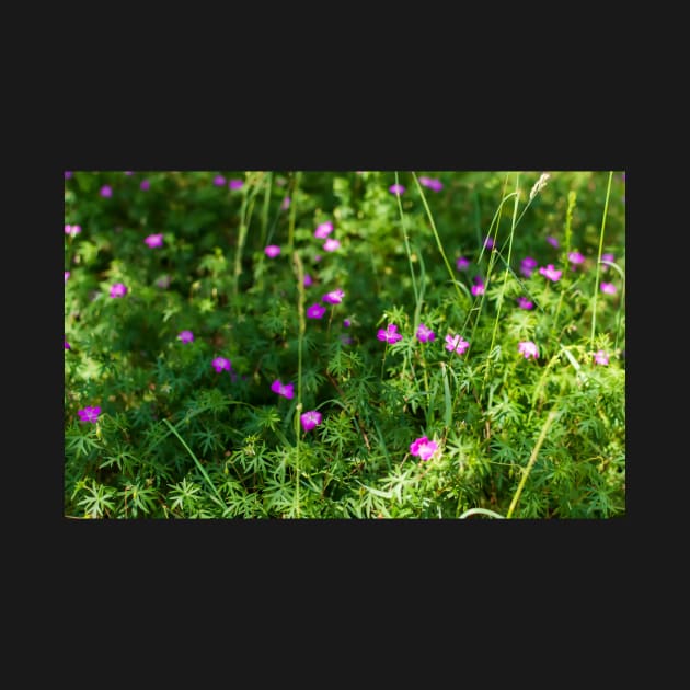 Purple Longstalk Cranesbill flowers by lena-maximova