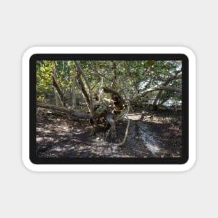 Mangrove Trail Magnet