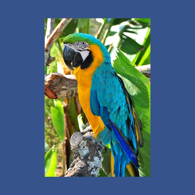 Macaw Parrot Yellow And Blue Bird by AndyEvansPhotos