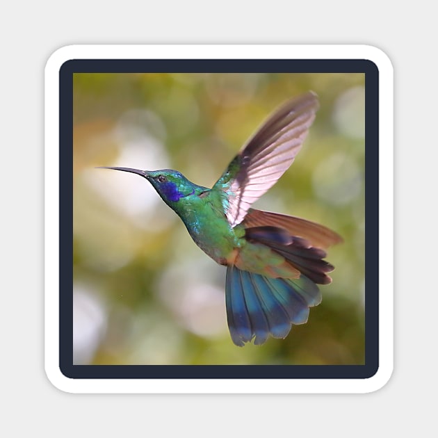 Green Violetear Hummingbird Magnet by Carole-Anne