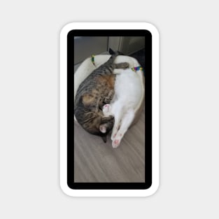 Real cat ying yang Magnet