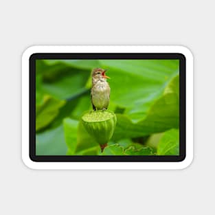 Australian Reed Warbler in full song Magnet