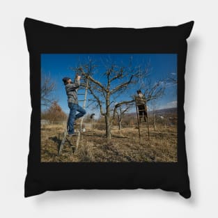 Pruning apple trees Pillow