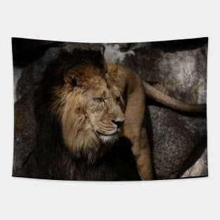 lion - indian lion Tapestry