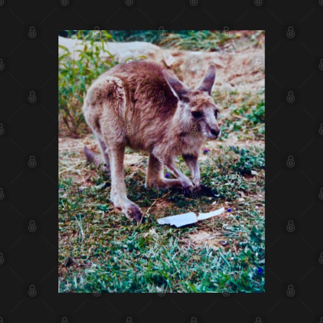 The Joey by Mickangelhere1