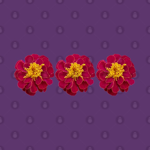 Three Red Marigold Flowers Floral Photo by ellenhenryart