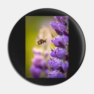 Bumblebee in Flight with Purple Lupin Flowers Pin
