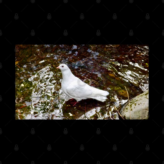 The White Dove by Mickangelhere1