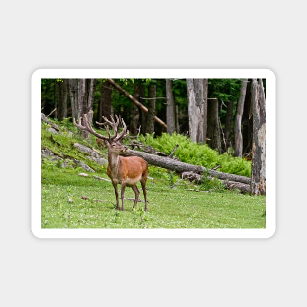 Red Deer Magnet by jaydee1400
