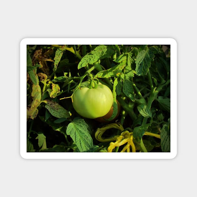 Green Tomato Magnet by Cynthia48