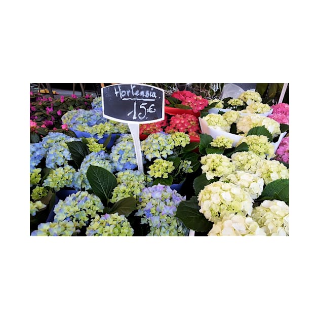 Paris Hortensia Flowers by BlackBeret