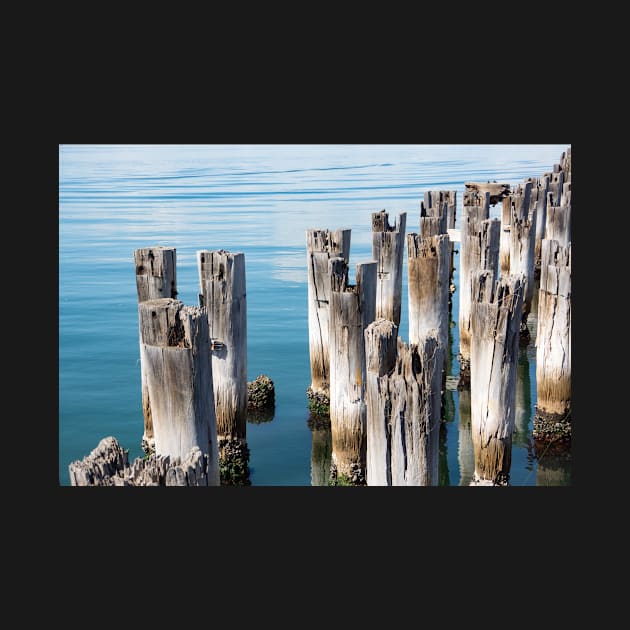 Old wooden piles in clear blue water in Melbourne, Australia. by sma1050