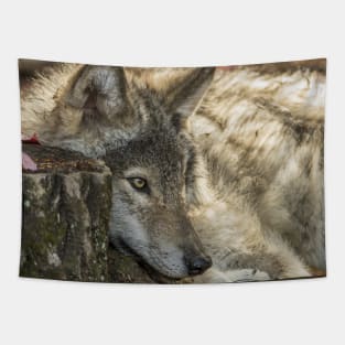 Timber Wolf Pup Tapestry