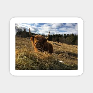 Scottish Highland Cattle Cow 2354 Magnet