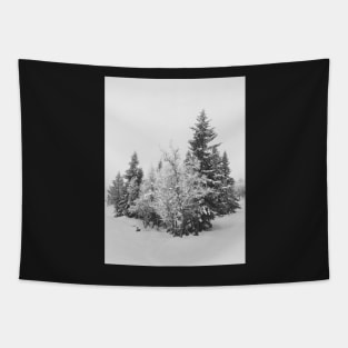 Snow-Covered Fir Trees in Frozen Winter Landscape in Black and White Tapestry