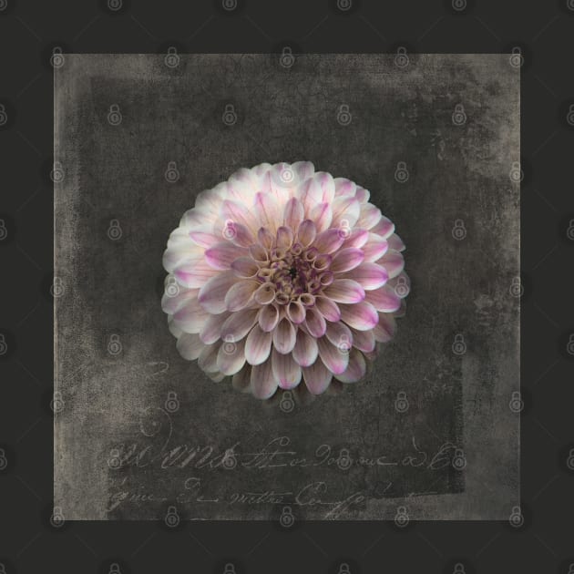 Fluer d'Armour Dahlia by Amanda Jane