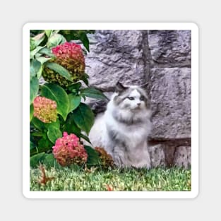 Ragdoll Cat By Hydrangea Magnet