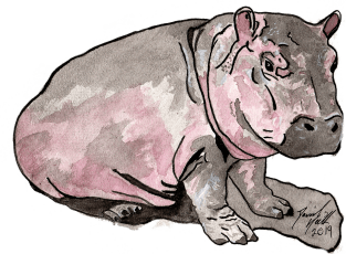 Baby Hippo Magnet