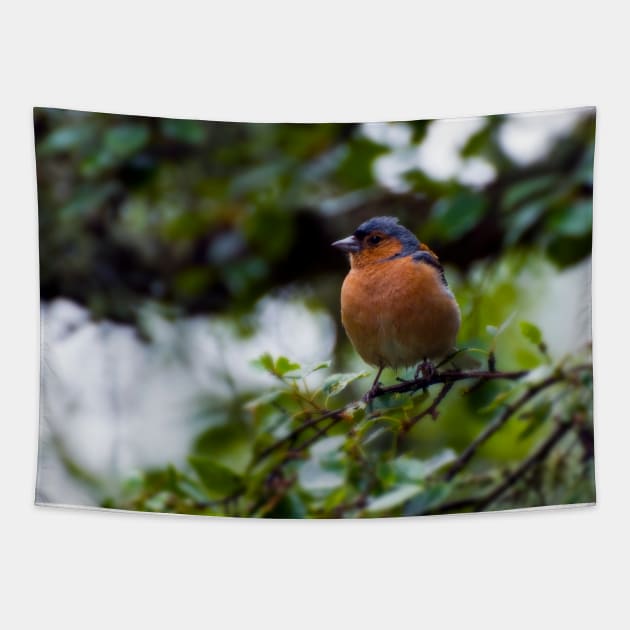 Chaffinch Tapestry by JeanKellyPhoto