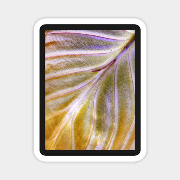 Hosta leaf ~ end of season Magnet by LaurieMinor