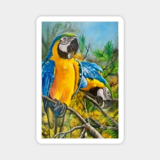 Blue and Gold Macaws #1 Magnet