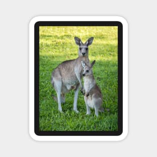 Eastern Grey Kangaroo and Joey Magnet