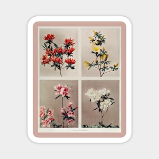 Group of Azaleas, hand–colored collotype Magnet