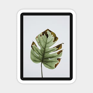 Monstera, Leaf, Green, Plant, Tropical, Nature print Magnet