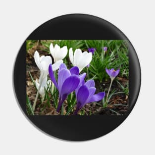 Spring Crocus - white and purple Pin