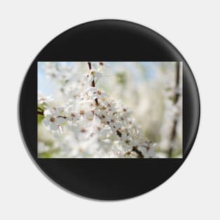 White cherry flowers Pin