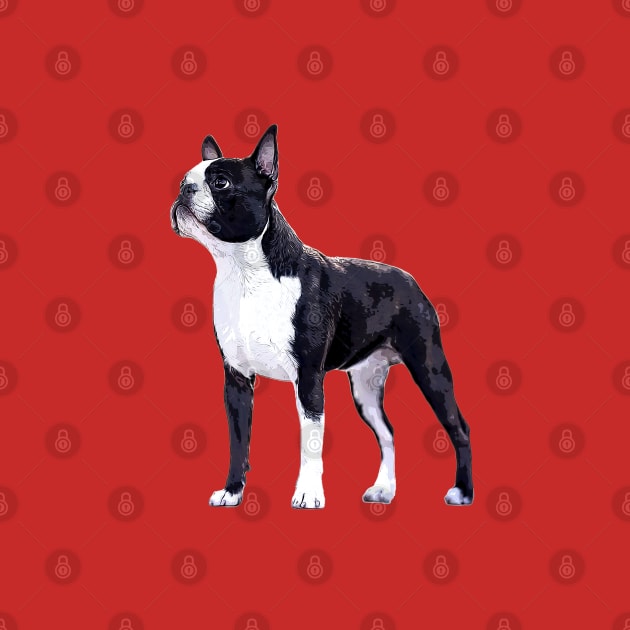 Boston Terrier Super Stylish Dog by ElegantCat