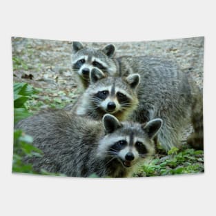 Three Raccoon Tapestry