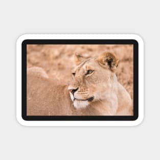 Serengeti Lion #4 Magnet