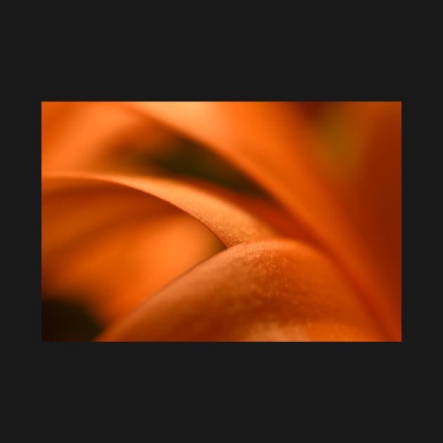 Orange flower petals by ToniaDelozier