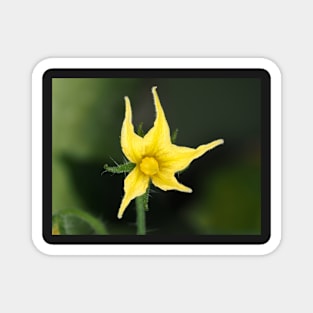 Tomato flower close-up Magnet