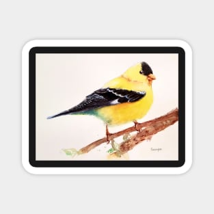 Yellow Finch Magnet