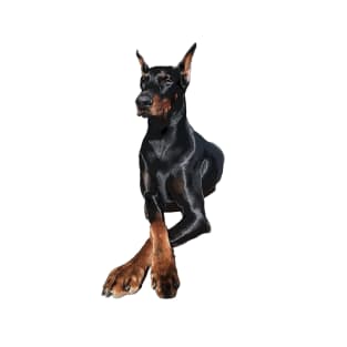 Doberman Dog Dobermann Pinscher T-Shirt