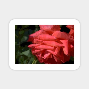 Raindrop Rose Poster Style Magnet